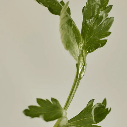 Beauty Of Joseon All Day Sun Duo [Relief Sun+Matte Sun Stick] Beauty of Joseon